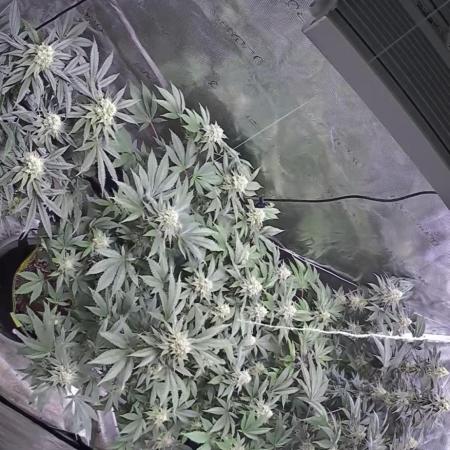 2nd grow
