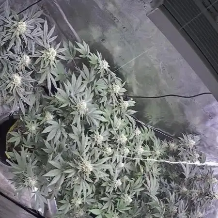 2nd grow