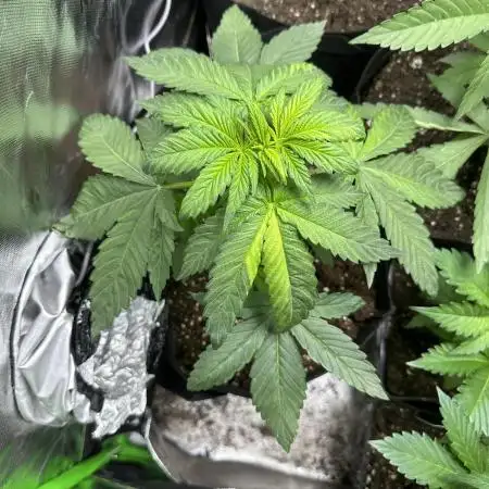 Medical grow: Painkiller XL