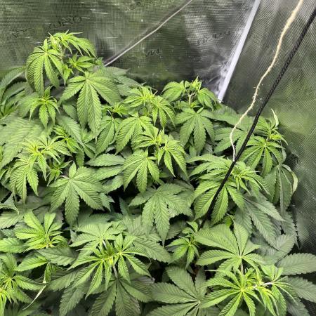 Ice Sweets: Frozen black cherry