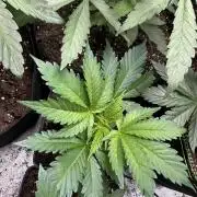 First copycat tryout