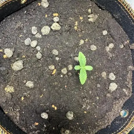 watermelon-z 🤩