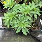 First copycat tryout