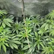 First copycat tryout