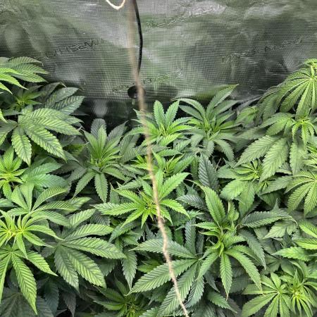 First copycat tryout