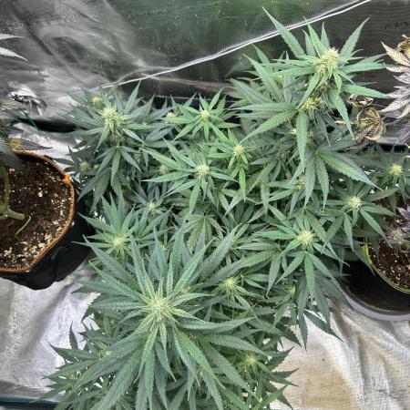 Clash of Titans 💥