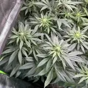 Medical grow: Painkiller XL