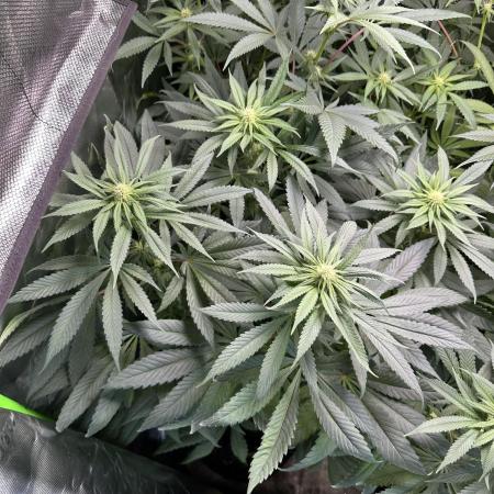 Medical grow: Painkiller XL