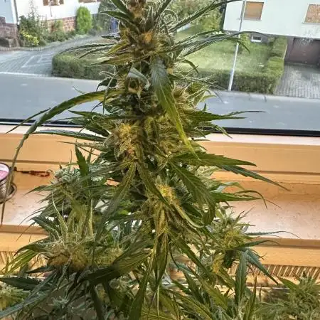 Outdoor/Indoor Testgrow