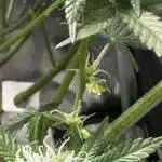 2nd grow