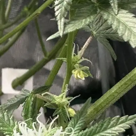 2nd grow