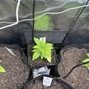 Ice Sweets: Frozen black cherry