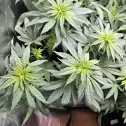 Medical grow: Painkiller XL