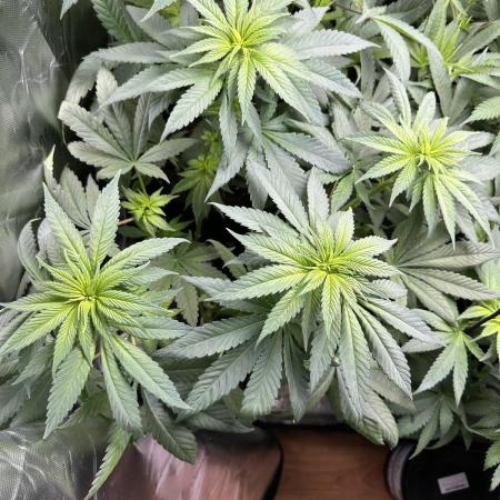 Medical grow: Painkiller XL