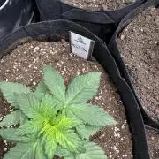 Medical grow: Painkiller XL
