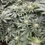 2nd grow