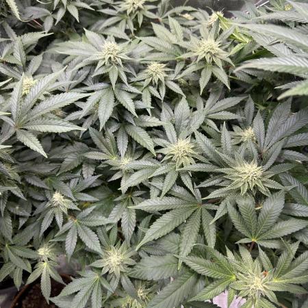2nd grow
