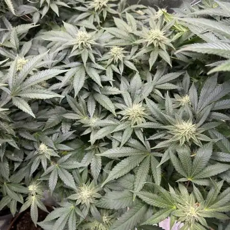 2nd grow