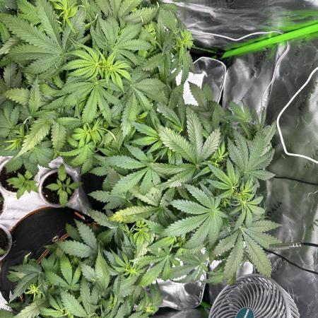 Lets find the real: Sweet Mango