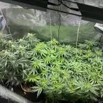 2nd grow