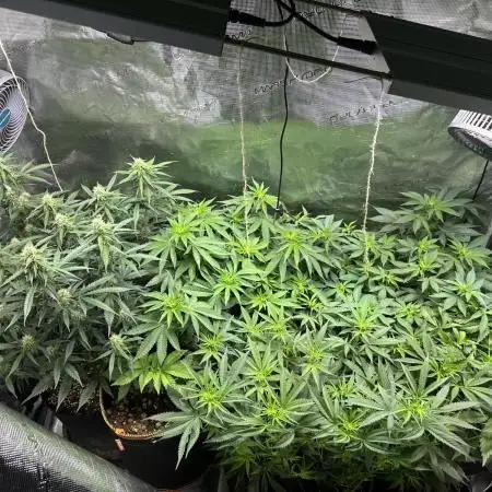 2nd grow