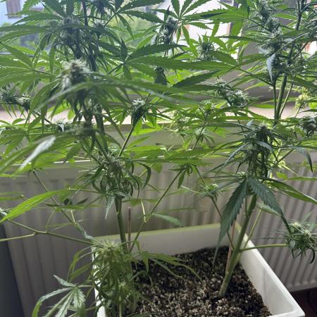 Outdoor/Indoor Testgrow