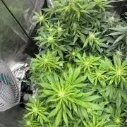 Lets find the real: Sweet Mango