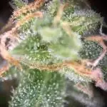 Outdoor/Indoor Testgrow