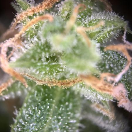 Outdoor/Indoor Testgrow