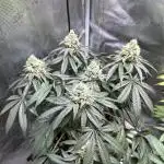 First Time Permanent Marker 🖊️🤩