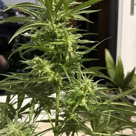 Outdoor/Indoor Testgrow