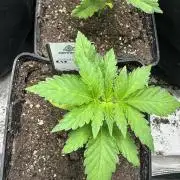 Mystery grow