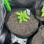 First copycat tryout