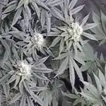 First Time Permanent Marker 🖊️🤩