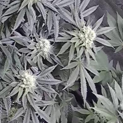 First Time Permanent Marker 🖊️🤩