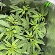 The modern classic: Orange Bud 2.0