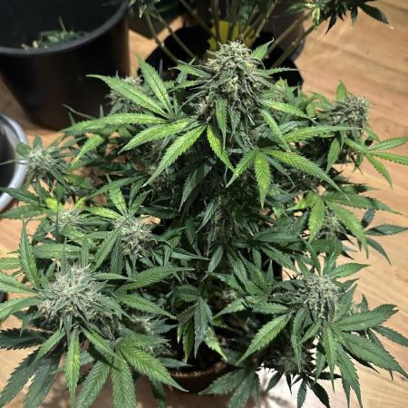 Lets find the real: Sweet Mango