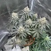 First Time Permanent Marker 🖊️🤩