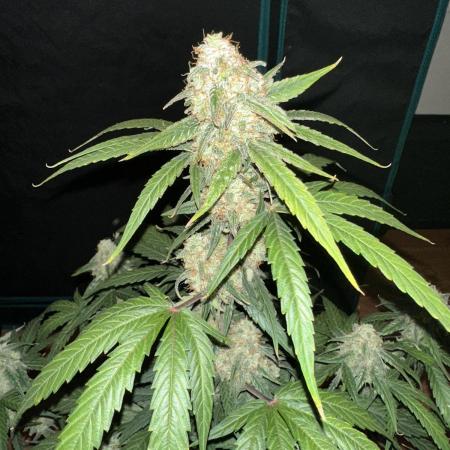 Clash of Titans 💥