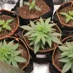 Clash of Titans 💥