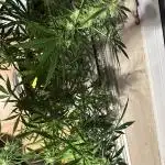 Outdoor/Indoor Testgrow
