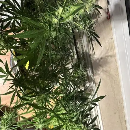 Outdoor/Indoor Testgrow