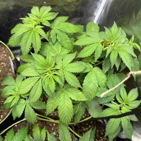 Ice Sweets: Frozen black cherry