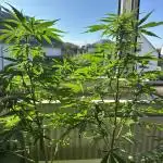 Outdoor/Indoor Testgrow