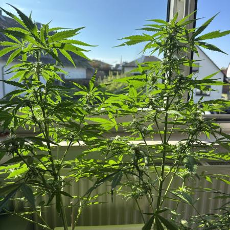 Outdoor/Indoor Testgrow