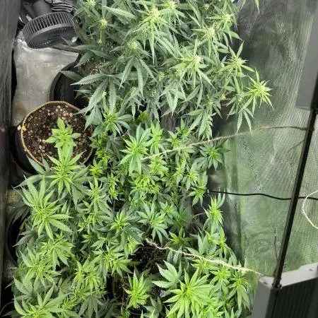 2nd grow