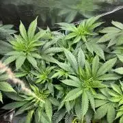 First copycat tryout