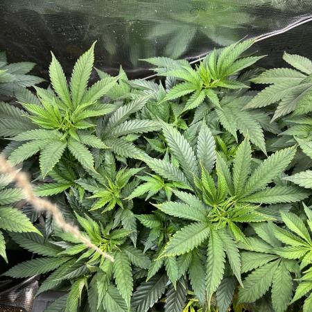 First copycat tryout