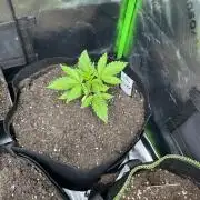 The modern classic: Orange Bud 2.0