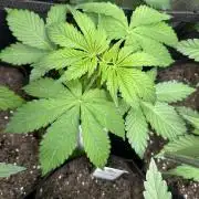 Ice Sweets: Frozen black cherry